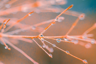 Close-up of wet plant