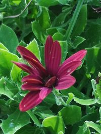 Close-up of red flowering plant