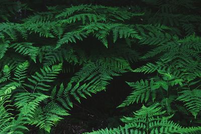 High angle view of fern leaves