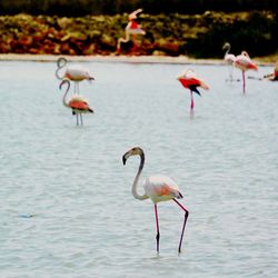 Birds in lake