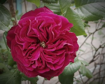 Close-up of rose blooming outdoors