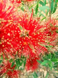 Close-up of red flower