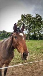 Close-up of horse standing on field against sky