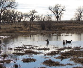 Dogs in lake