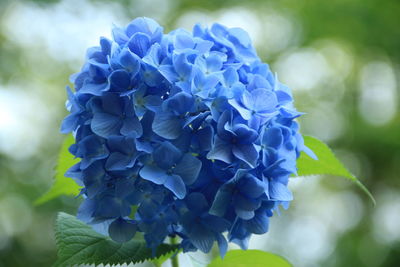 Close-up of blue hydrangea blooming outdoors