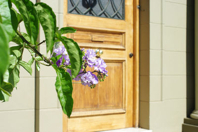 Close-up of purple flower in vase