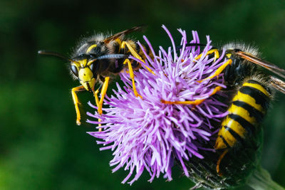 Two wasps circling a purple flower