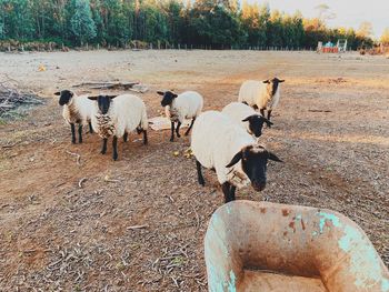 Sheep grazing in a field