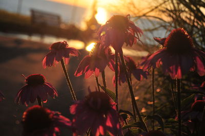 Close-up of red flowering plant on field