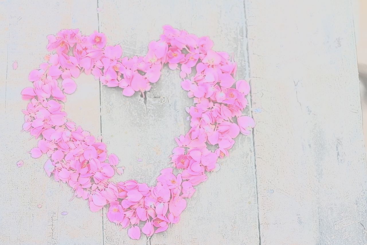 HIGH ANGLE VIEW OF PINK ROSE FLOWER AGAINST WALL