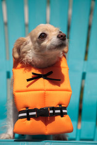 Close-up of dog looking at camera