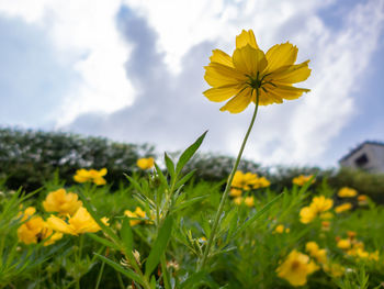 Close-up of yellow flowering plant on field