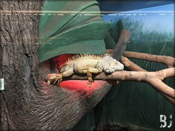 View of lizard on tree trunk