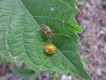 Close-up of ladybug on leaf