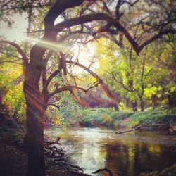 Trees by river in forest