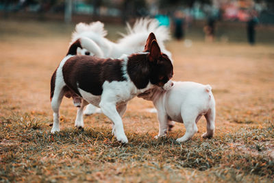 Dogs running on green grass at park in summer.