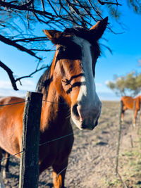 Close-up of horse standing against sky