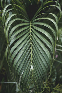 Close-up of palm leaves