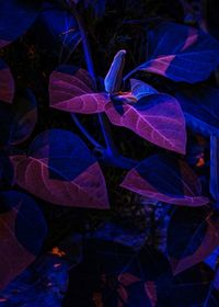 Close-up of plants at night