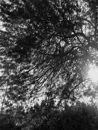 Low angle view of tree against sky