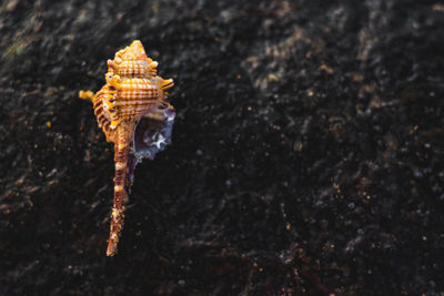 Close-up of crab on rock