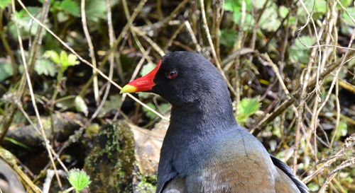 Close-up of a bird perching on a field