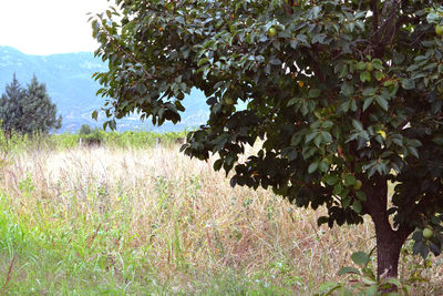 Plants growing on field