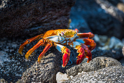 Close-up of crab on rock