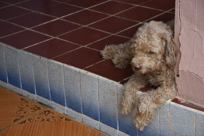 High angle portrait of dog relaxing on floor at home