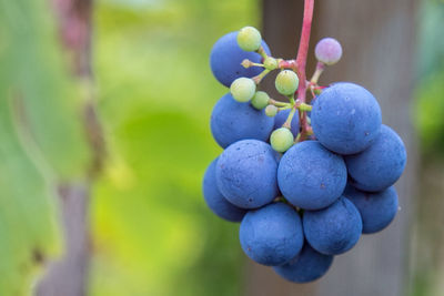 Close-up of grapes growing in vineyard