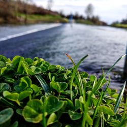 Close-up of green plant