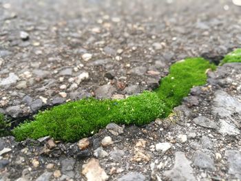 High angle view of green snake on field