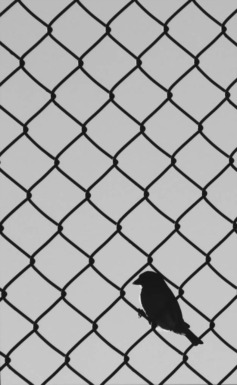 chainlink fence, fence, security, full frame, no people, bird, metal, barrier, boundary, protection, day, animal themes, safety, pattern, one animal, perching, outdoors, vertebrate, nature, animal