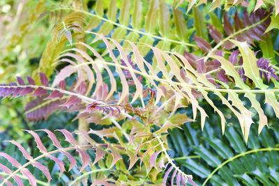 Full frame shot of plants