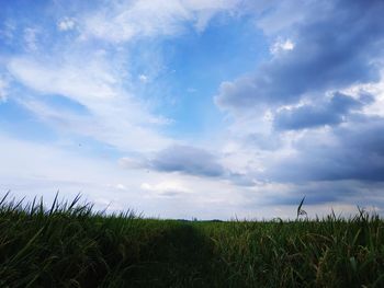 Scenic view of field against sky