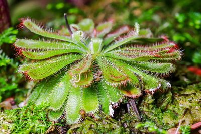 High angle view of plant on field