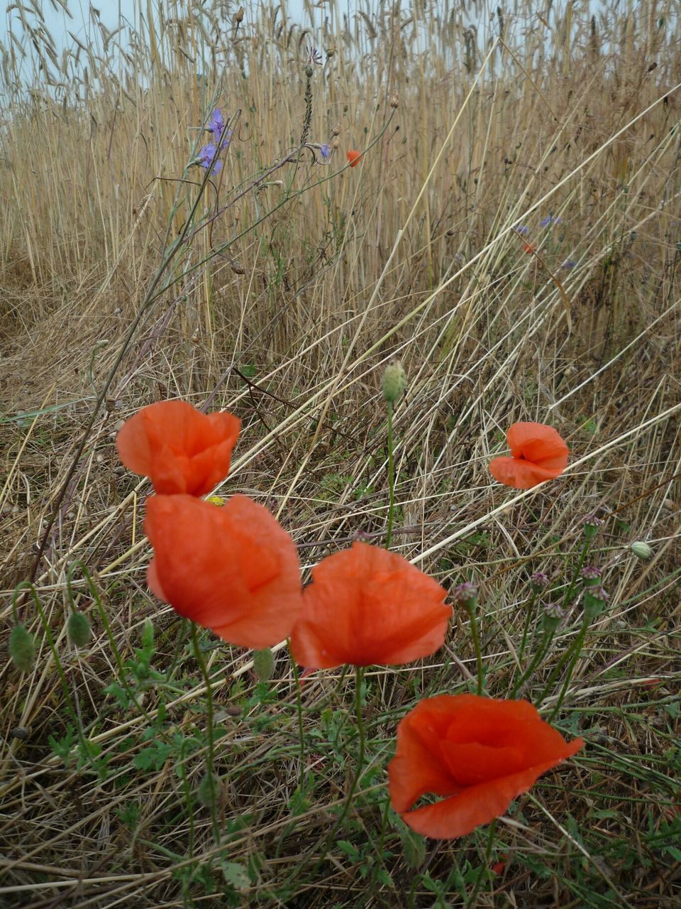 flower, grass, growth, poppy, red, field, freshness, beauty in nature, fragility, plant, nature, petal, tranquility, stem, flower head, blooming, wildflower, grassy, day, no people