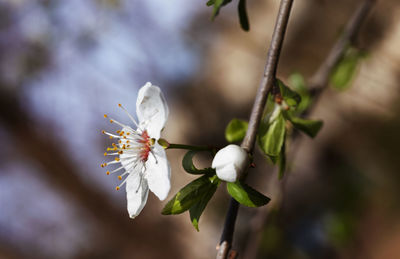 Close-up of white cherry blossom tree