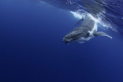 An underwater view of a baby humpback whale swimming in the pacific ocean near tonga.