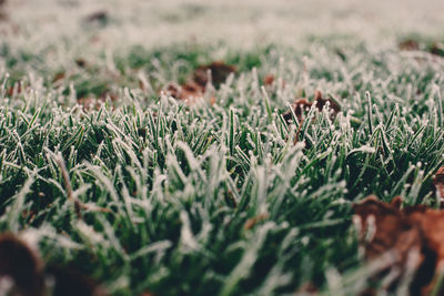 Close-up of grass on field