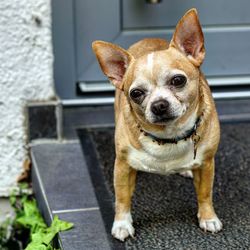 Close-up portrait of a dog