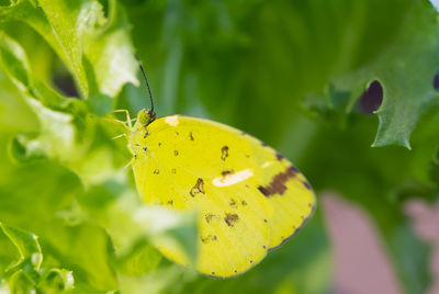 Close-up of butterfly pollinating on yellow flower