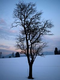 Bare tree on snow covered landscape against sky