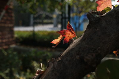 Close-up of dry maple leaves on tree during autumn