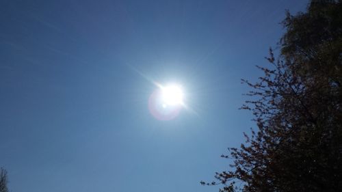 Low angle view of trees against blue sky