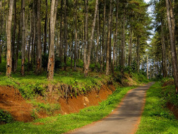 Road amidst pine trees in forest with brown soil exposed