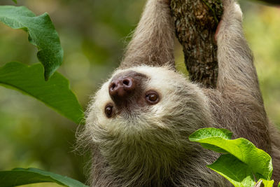 Sloth close-up