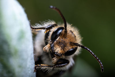 Close-up of spider