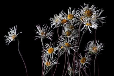 Close-up of poppy flowers against black background