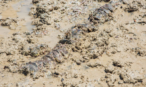 High angle view of starfish on beach